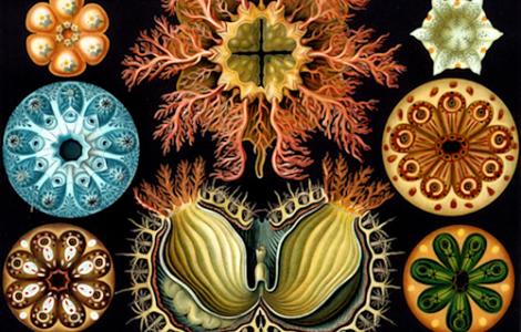 ernst haeckel drawing fraud