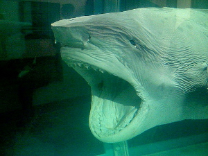 shark1
