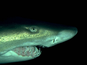 shark2