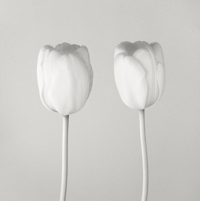 twotulips twotulips