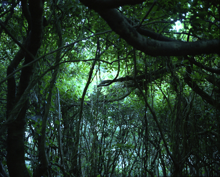 web_banyantree_01