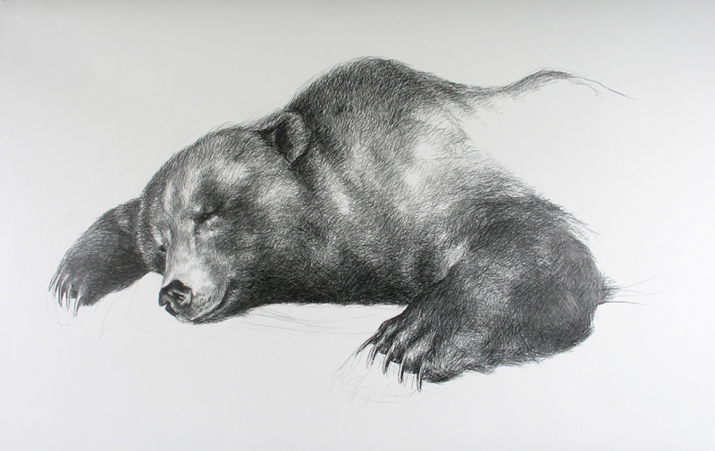 bear-draw bear-draw