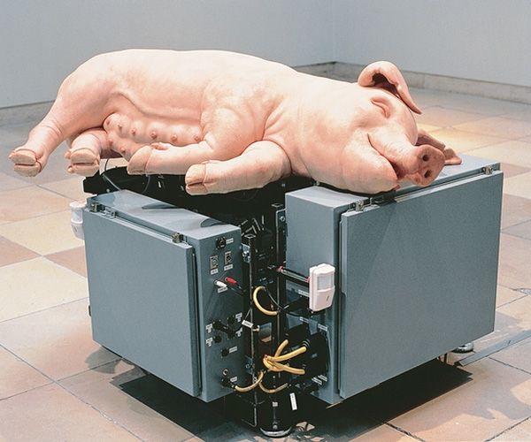 pig pig