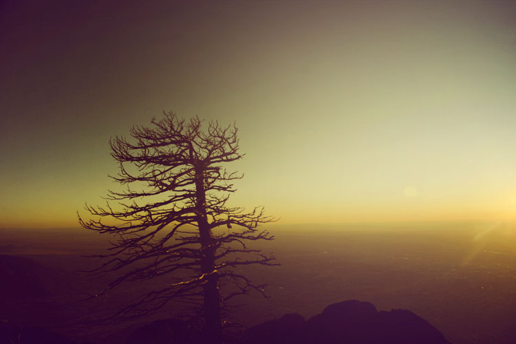 tree tree