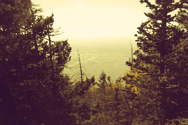 woods woods