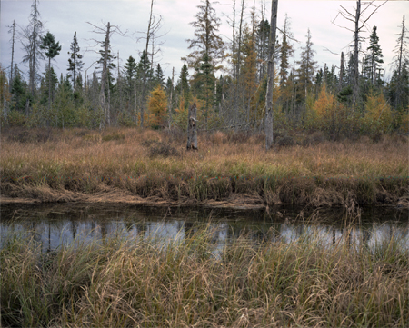 borealforest_vt