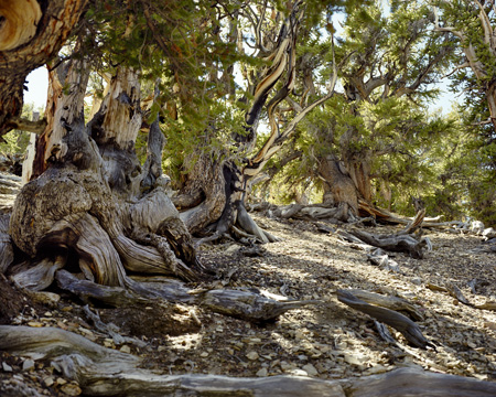 bristlecone_3033
