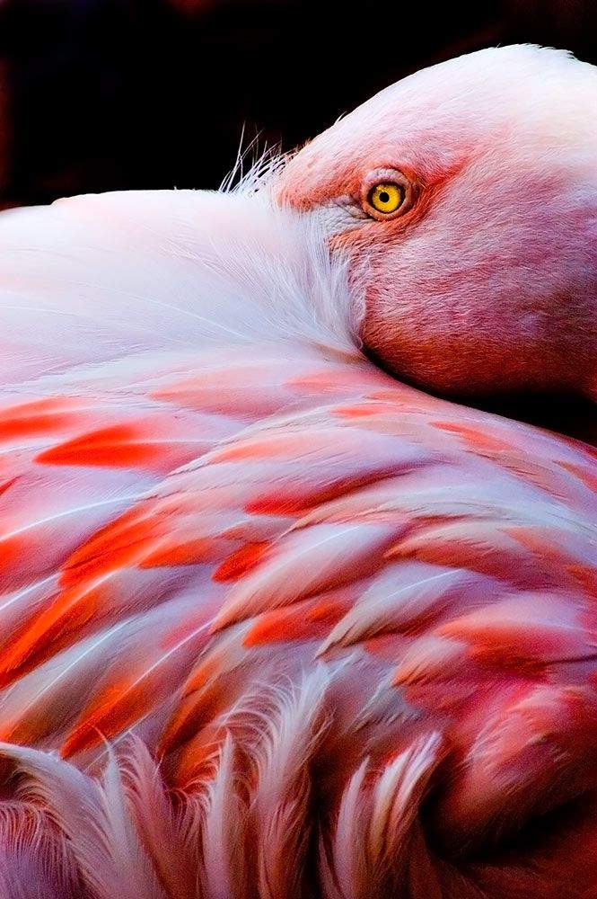 feather-bed