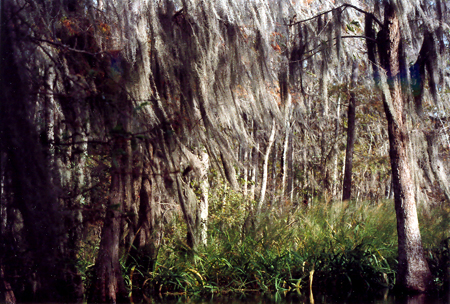 swamp_1