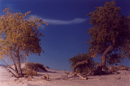 whitesands