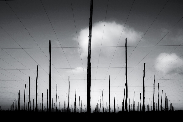 Chris Friel8