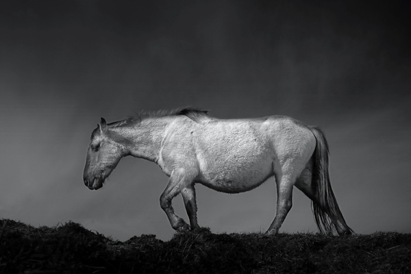 Chris Friel6