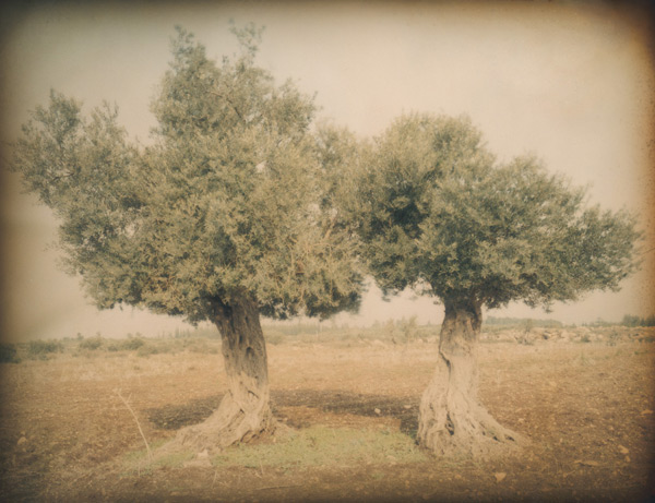 Ori Gersht8