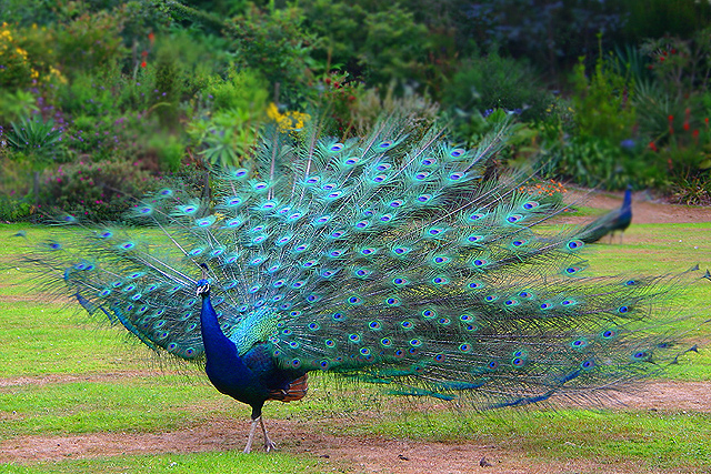 Pictures Of Peacock - Free Peacock pictures 