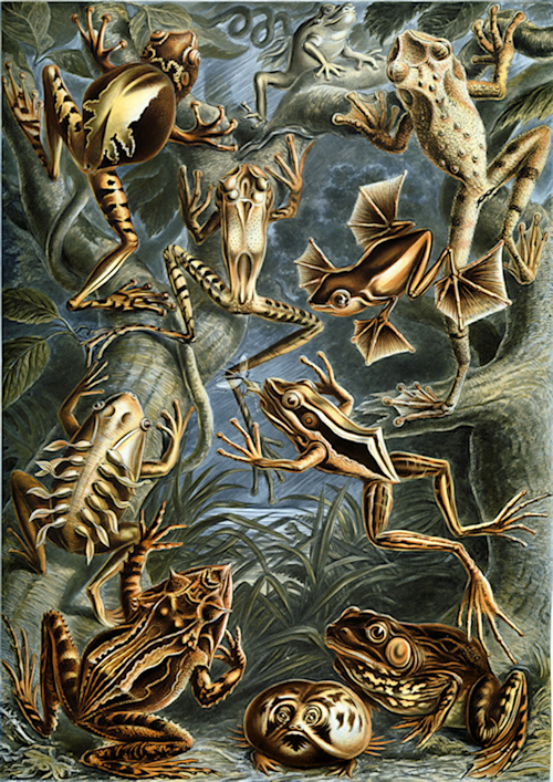 ernst haeckel marine diatoms amazon books