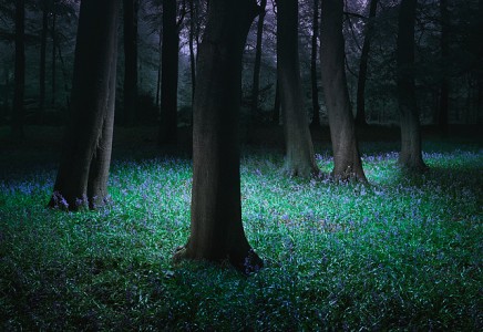 Grimsditch-Treeline-2005