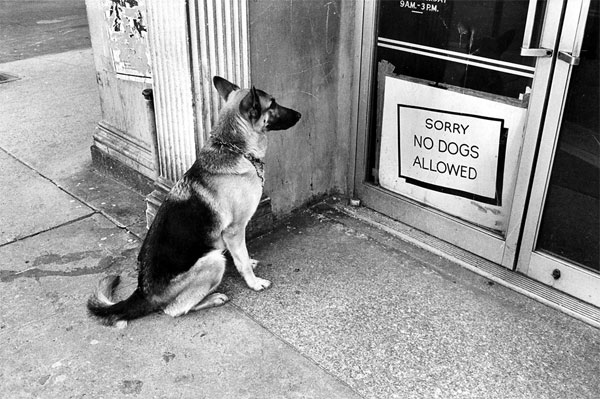 no-dogs-allowed1.jpg