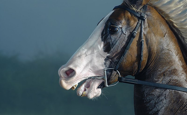escapeintolife timflach