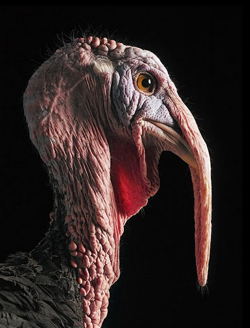 escapeintolife timflach