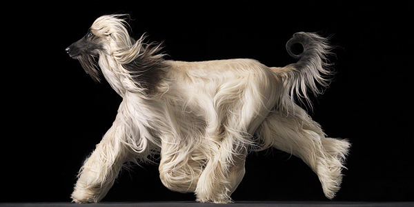 escapeintolife timflach