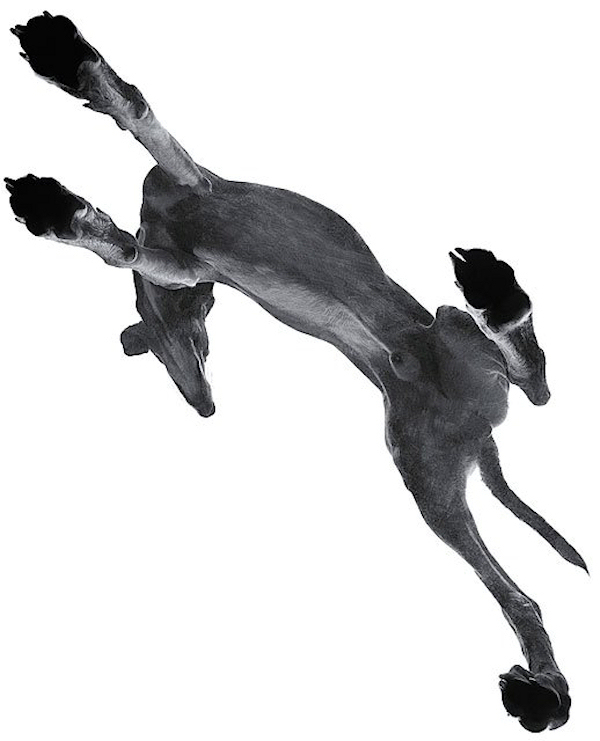 escapeintolife timflach