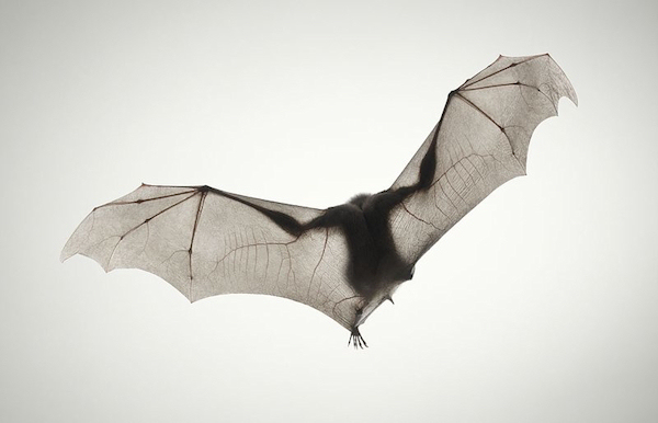 escapeintolife timflach