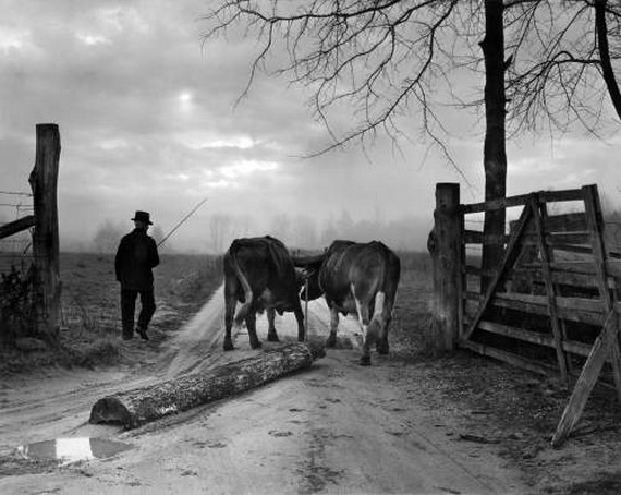 fjs-aabodine-Oxen-1953