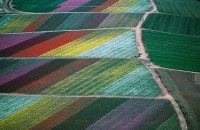 flower-fields-carlsbad-ca-und-35095-20090727-131