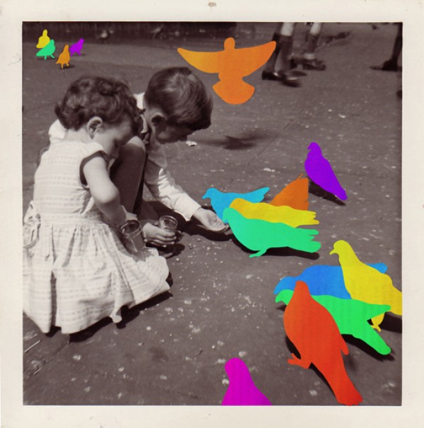 PigeonsColor