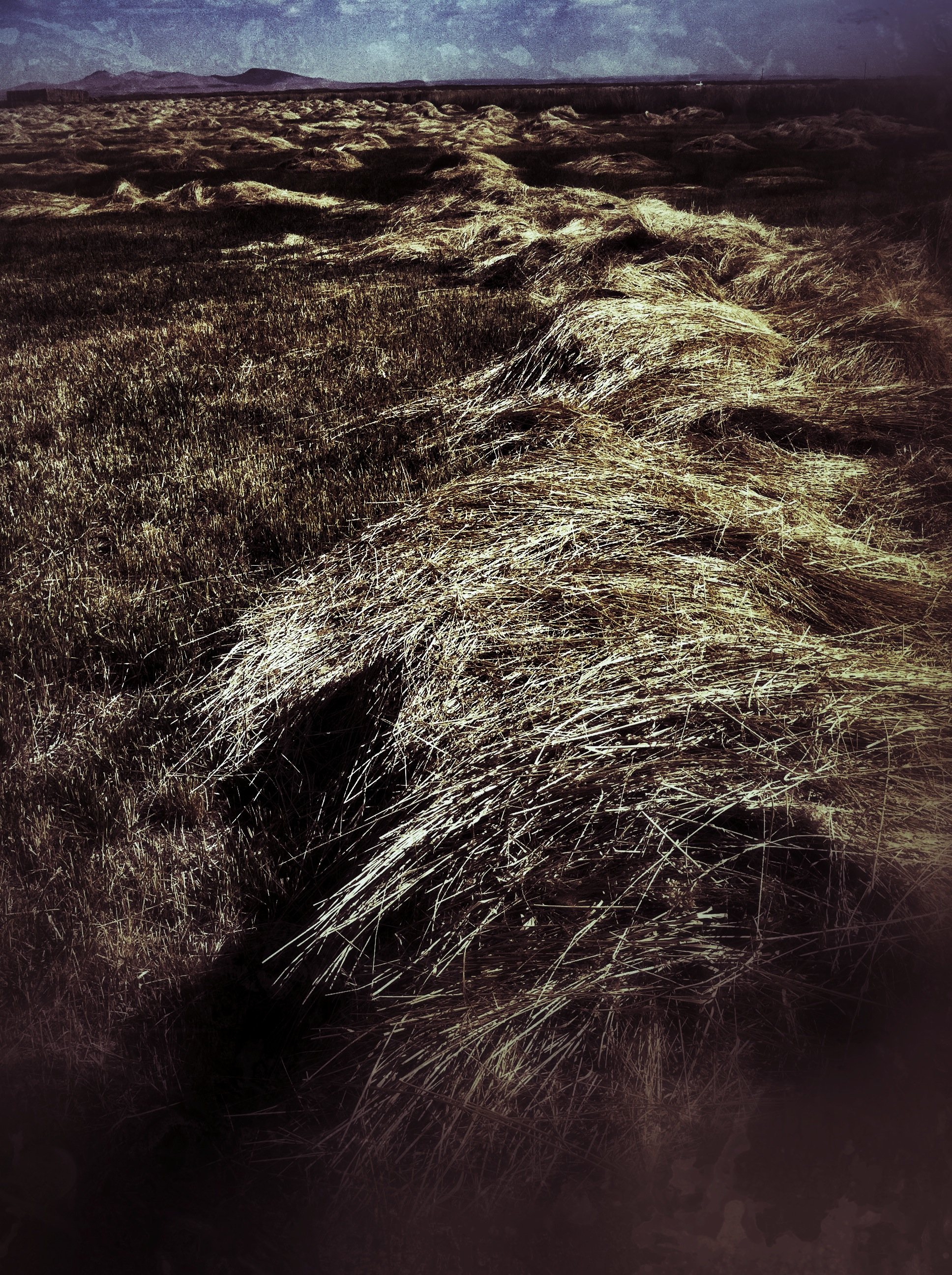Night Field  se