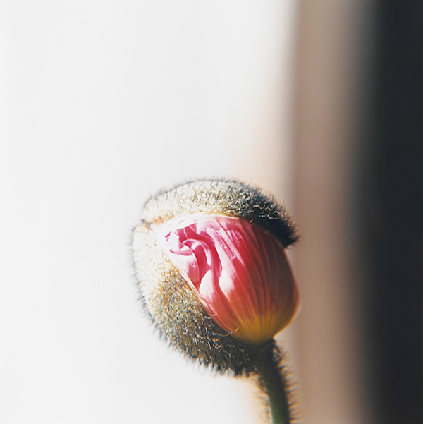 escapeIntoLife_RinkoKawauchi7