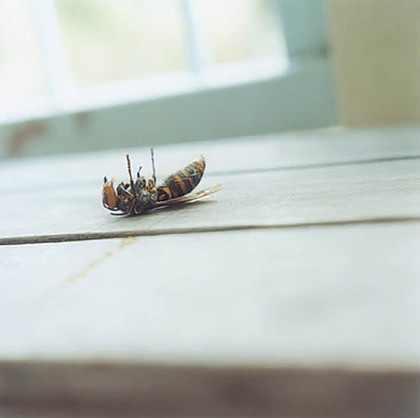kEscapeIntoLife -RinkoKawauchi4
