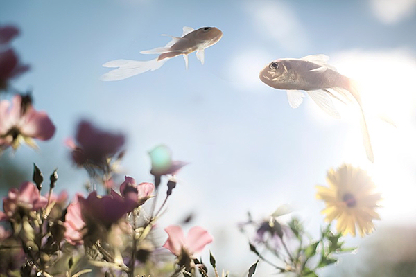 gardenfish-adrian_samson_542
