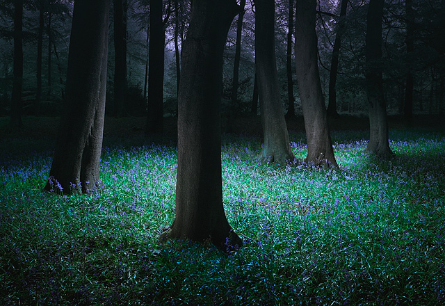 Tim Simmons EIL Grimsditch-Treeline-2005
