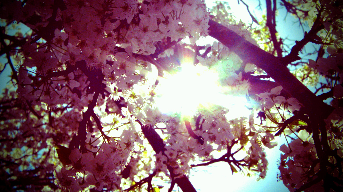 Blossom, Matthew Naquin