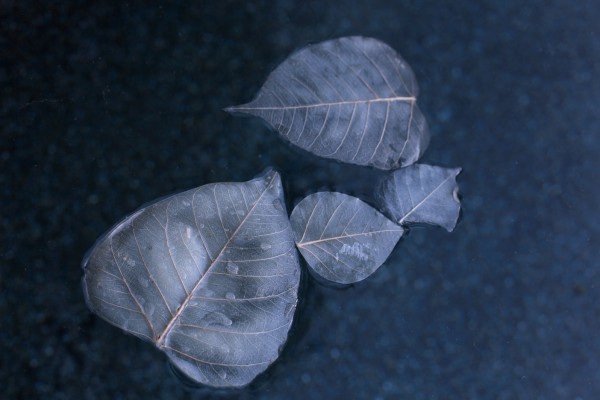 Day_Leaf_4_Miya_Ando