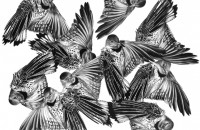 Flickers-Christina Empedocles