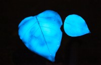 NIght_leaf_2_miya_ando