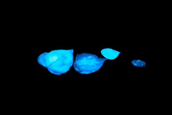 Night_leaf_four_miya_ando
