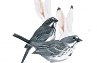 bayley_collins_two_birds_w_bunny_ears_collage