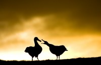 Stefano Unterthiner, Albatross beak to beak