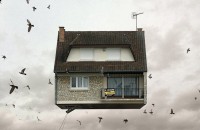 Laurent-Chehere-a-vendre (birds)