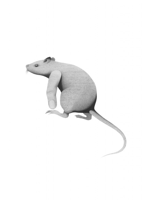 Rat