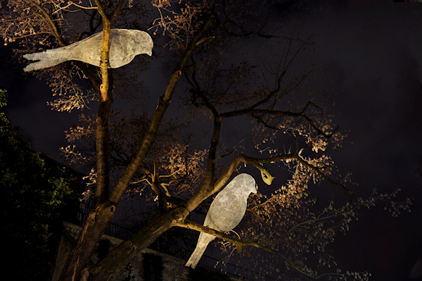 Cédric Le Borgne - oiseaux-33