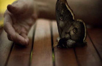 Sebastien Tabuteaud, moth