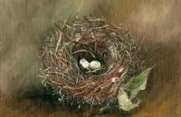 Maryjo Koch, Dark Eyed Junco Nest with Dry Leaf
