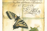 Maryjo Koch, Painted Letter with Broken-Winged Butterly