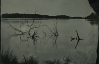 Rashod Taylor, Untitled (branches in lake) 2013