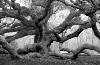 William Lemke, Angel Oak