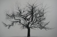 Samuel Jan, Tree in Winter